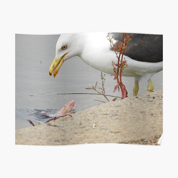 Seagull Poster