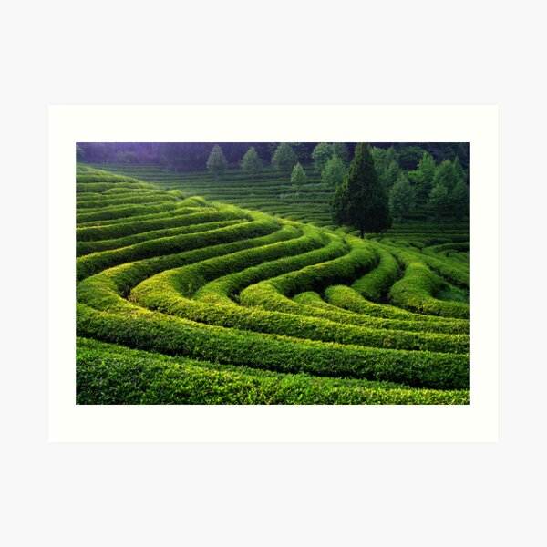 Curves and Light Art Print