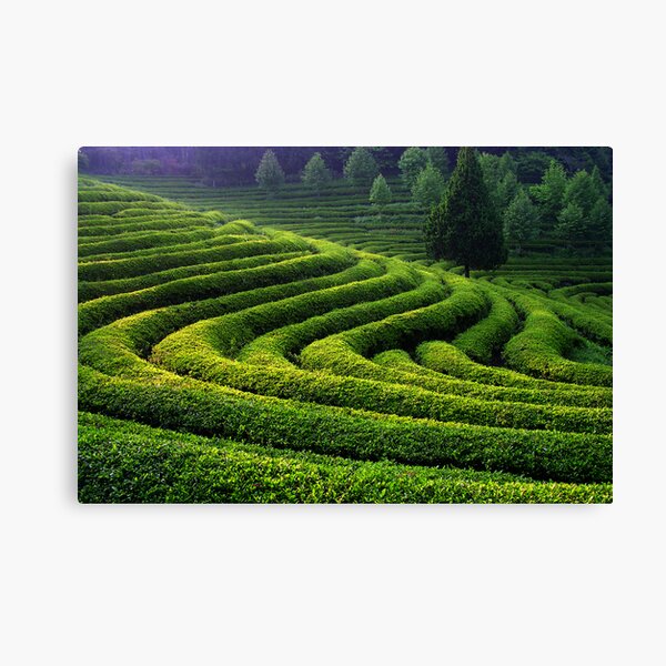 Curves and Light Canvas Print