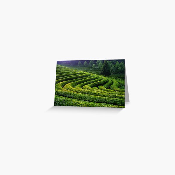 Curves and Light Greeting Card