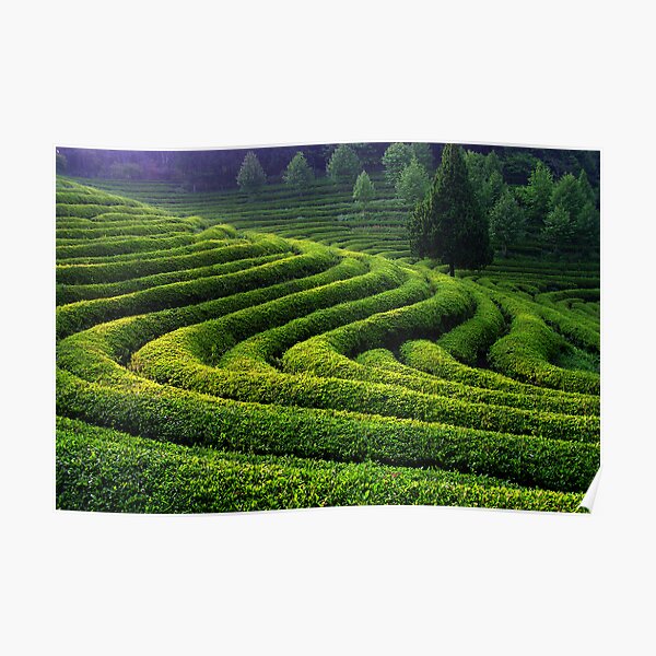 Curves and Light Poster