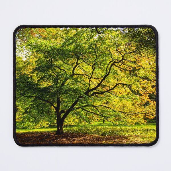 Item preview, Acer Glade designed and sold by Dalyndigital Photography.