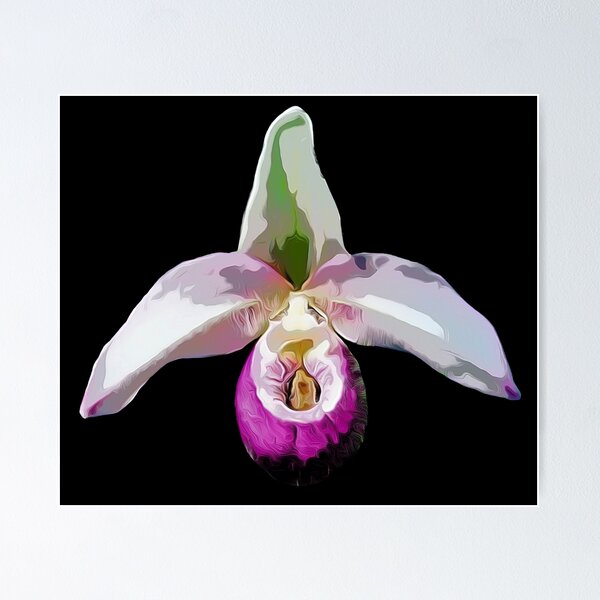 Item preview, Paphiopedilum Flower  designed and sold by Nicksplants.
