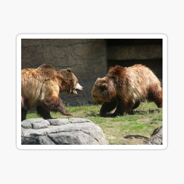 Grizzly Bears 002 Sticker