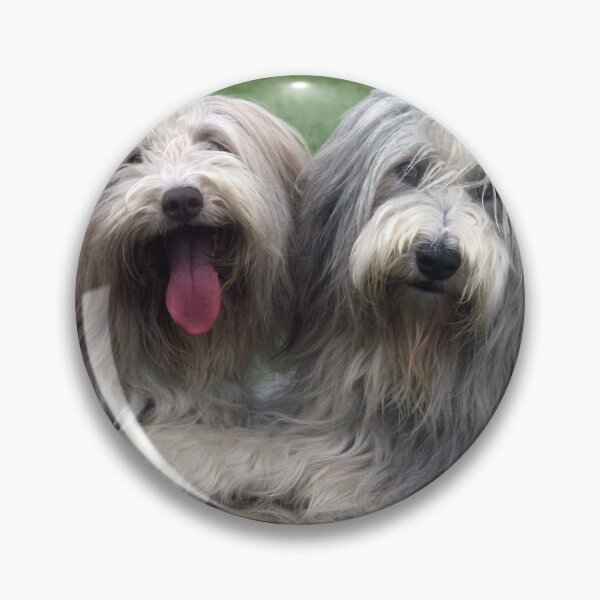 Item preview, Dos collies barbudos designed and sold by Paul Thompson Photography.