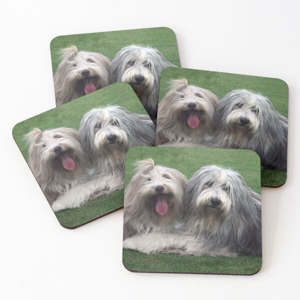 Item preview, Dos collies barbudos designed and sold by Paul Thompson Photography.