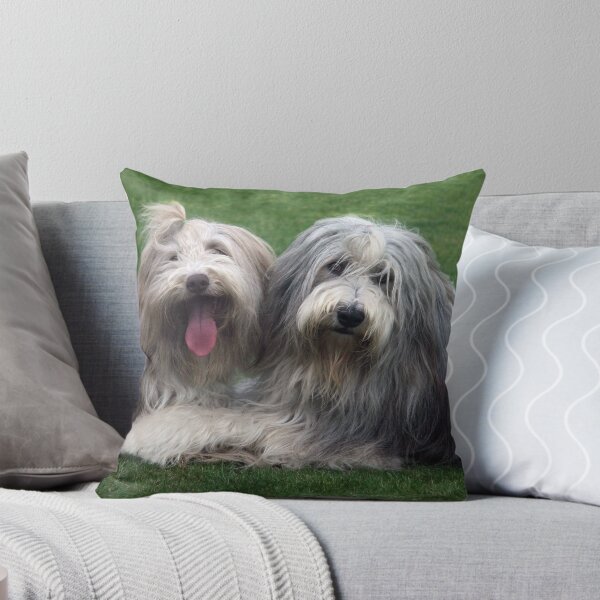 Item preview, Two Bearded Collies designed and sold by Paul Thompson Photography.