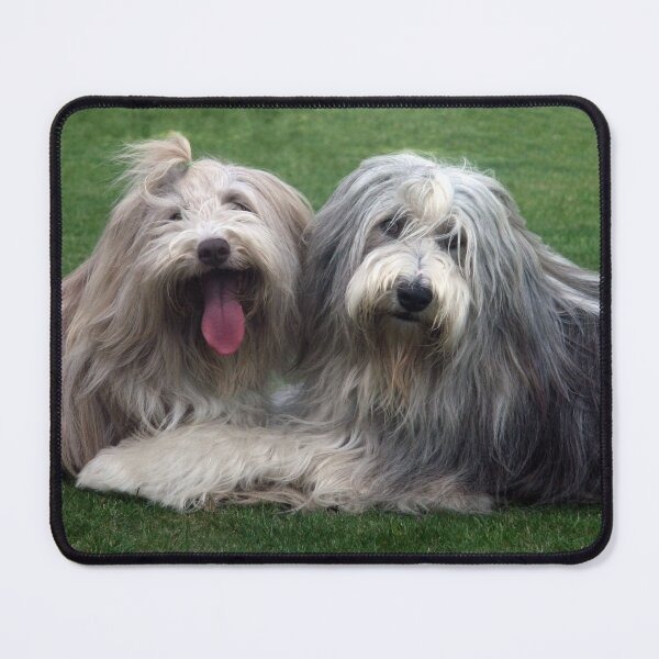 Item preview, Two Bearded Collies designed and sold by Paul Thompson Photography.