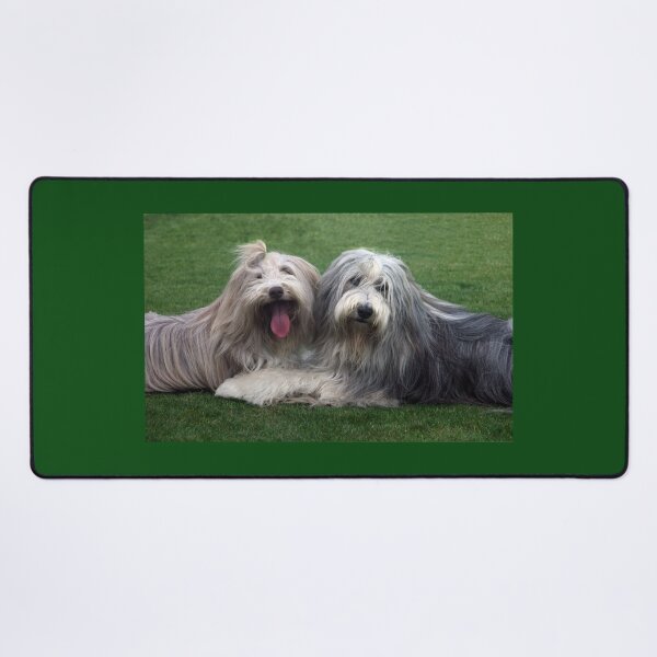 Item preview, Dos collies barbudos designed and sold by Paul Thompson Photography.
