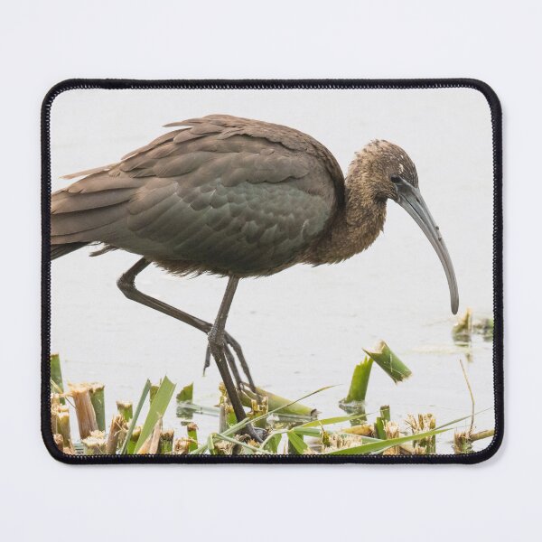 Item preview, Glossy Ibis designed and sold by LaurenTucker.
