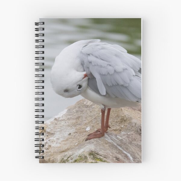 Item preview, Black Headed Gull designed and sold by LaurenTucker.