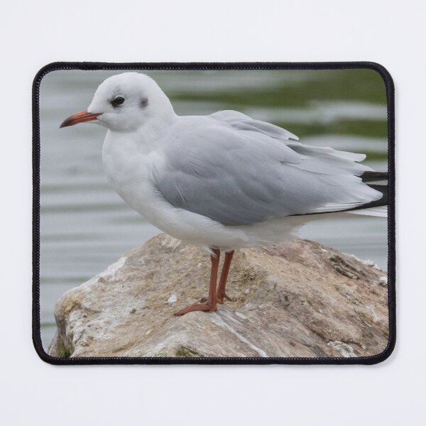 Item preview, Black Headed Gull designed and sold by LaurenTucker.