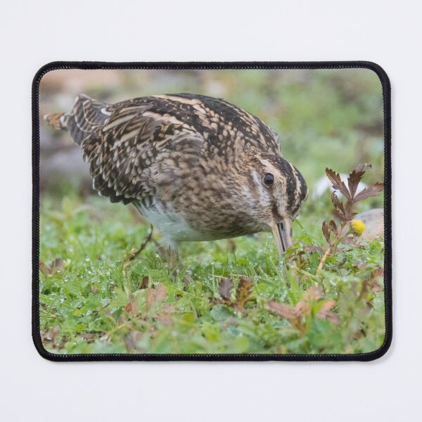 Item preview, Common Snipe designed and sold by LaurenTucker.