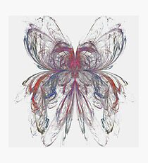 Butterfly Apophysis Photographic Print