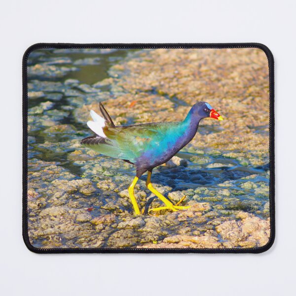 Item preview, Gorgeous American Purple Gallinule designed and sold by simonjayphotos.
