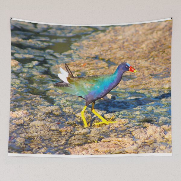 Item preview, Gorgeous American Purple Gallinule  designed and sold by simonjayphotos.