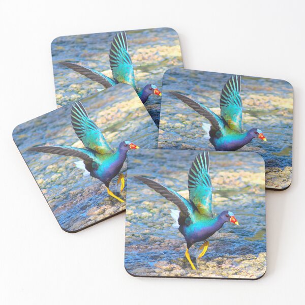 Item preview, American Purple Gallinule Wings Out designed and sold by simonjayphotos.