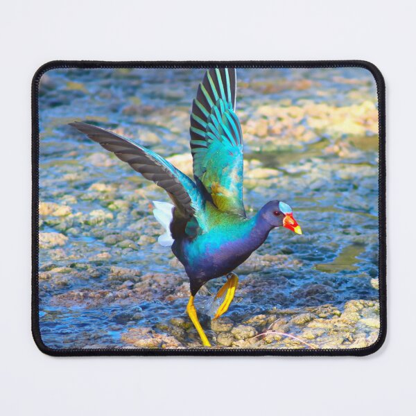 Item preview, American Purple Gallinule Wings Out designed and sold by simonjayphotos.