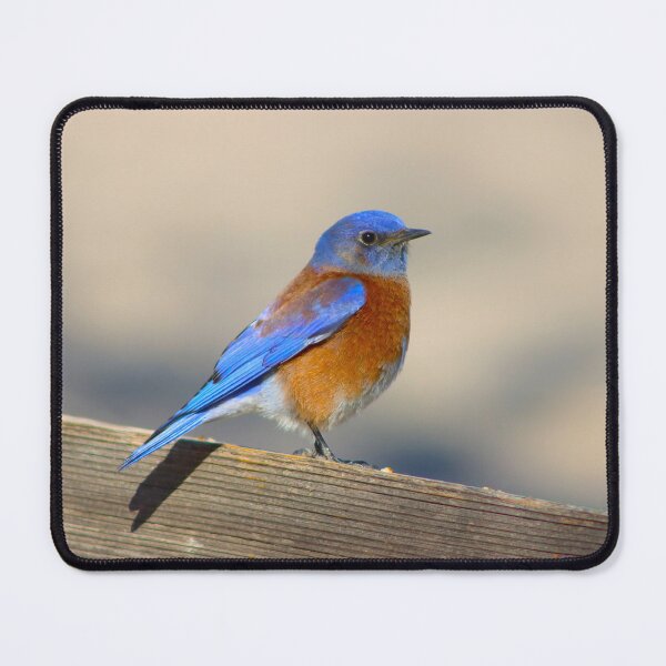 Item preview, Stunning Western Blue Bird designed and sold by simonjayphotos.