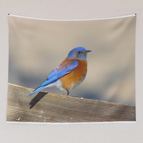 Item preview, Stunning Western Blue Bird designed and sold by simonjayphotos.