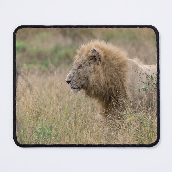 Item preview, Grass Sentinel — Casper, the White Lion (Kruger) designed and sold by DavideAntoniani.