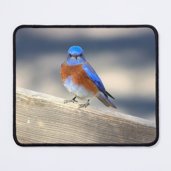 Item preview, Pretty Blue Bird designed and sold by simonjayphotos.