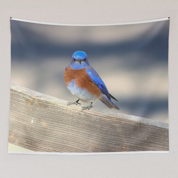 Item preview, Pretty Blue Bird  designed and sold by simonjayphotos.