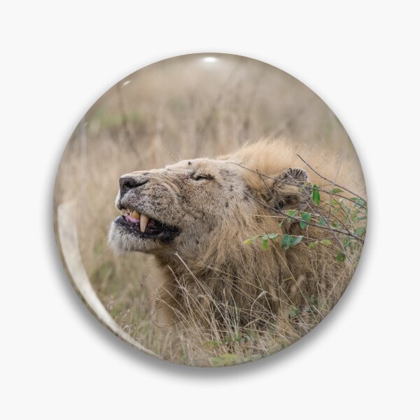 Item preview, Flehmen in the Grass — Casper, the White Lion (Kruger) designed and sold by DavideAntoniani.