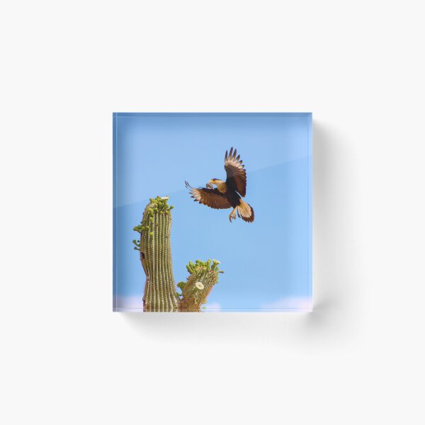 Item preview, Crested Caracara Bird In Flight And Saguaro Cactus designed and sold by simonjayphotos.