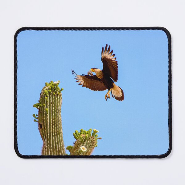 Item preview, Crested Caracara Bird In Flight And Saguaro Cactus designed and sold by simonjayphotos.