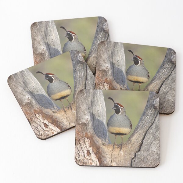 Item preview, Stunning Male Quail   designed and sold by simonjayphotos.