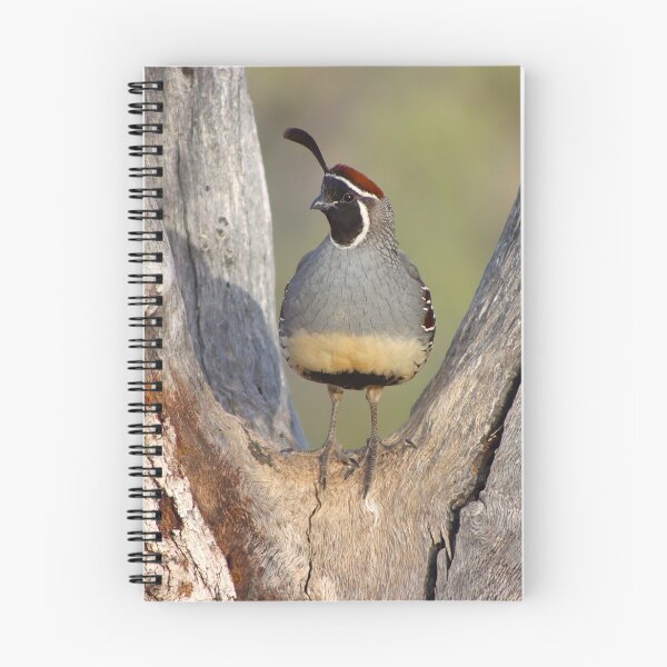 Item preview, Stunning Male Quail   designed and sold by simonjayphotos.