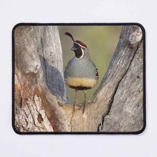 Item preview, Stunning Male Quail   designed and sold by simonjayphotos.