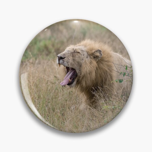 Item preview, Yawning Through the Grass — Casper, the White Lion (Kruger) designed and sold by DavideAntoniani.
