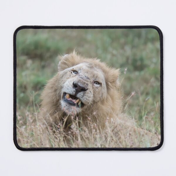 Item preview, Casper’s Quizzical Grin — White Lion (Kruger) designed and sold by DavideAntoniani.