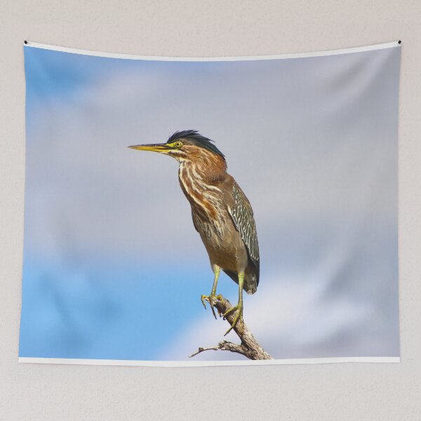 Item preview, Stunning Green Heron designed and sold by simonjayphotos.