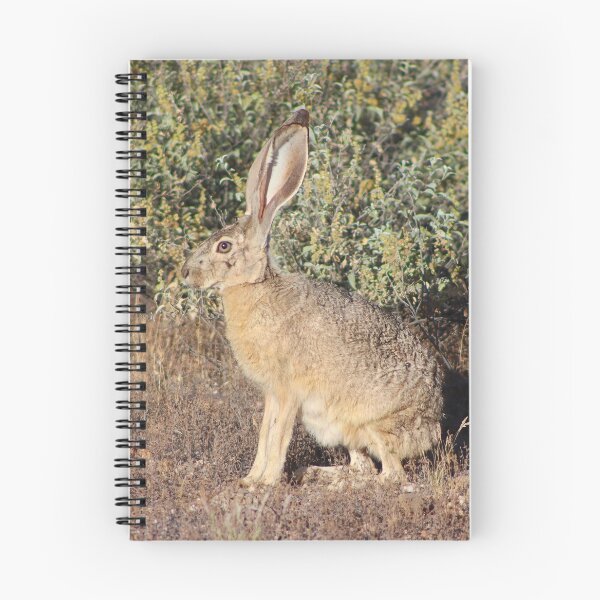 Aperçu de l'œuvre Superbe Jack Rabbit créée et vendue par simonjayphotos.