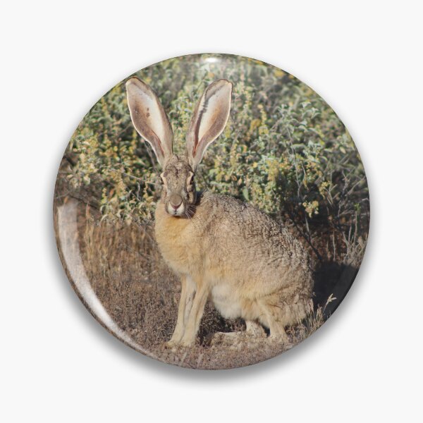 Artikelvorschau, Schöner Hase entworfen und verkauft von simonjayphotos.