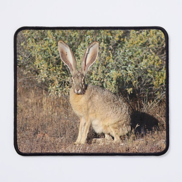 Item preview, Lovely Jack Rabbit designed and sold by simonjayphotos.