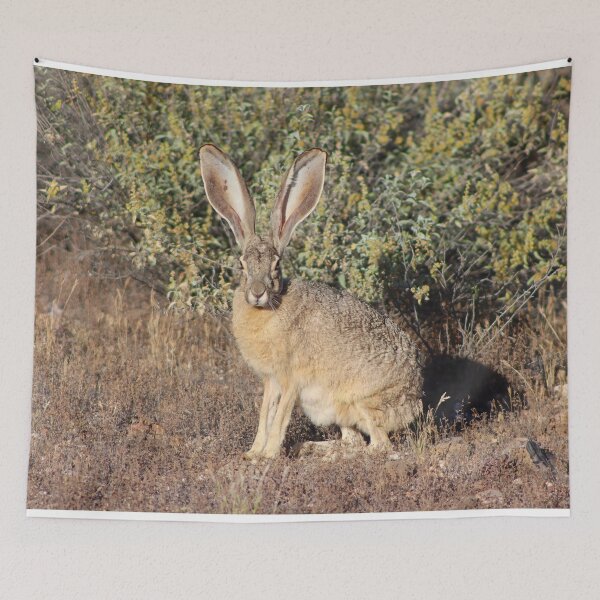 Item preview, Lovely Jack Rabbit designed and sold by simonjayphotos.