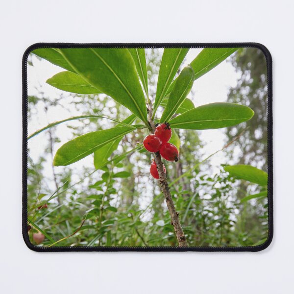 Item preview, Mezereon. Kuusamo, Ristikallio designed and sold by Jouko Lehto Photography.