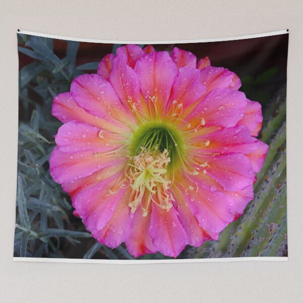 Item preview, Beautiful Pink Cactus Flower designed and sold by simonjayphotos.