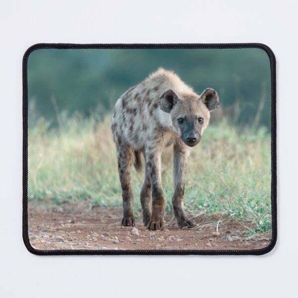 Item preview, Curious Little Hyena at Dawn — Wild Africa designed and sold by DavideAntoniani.