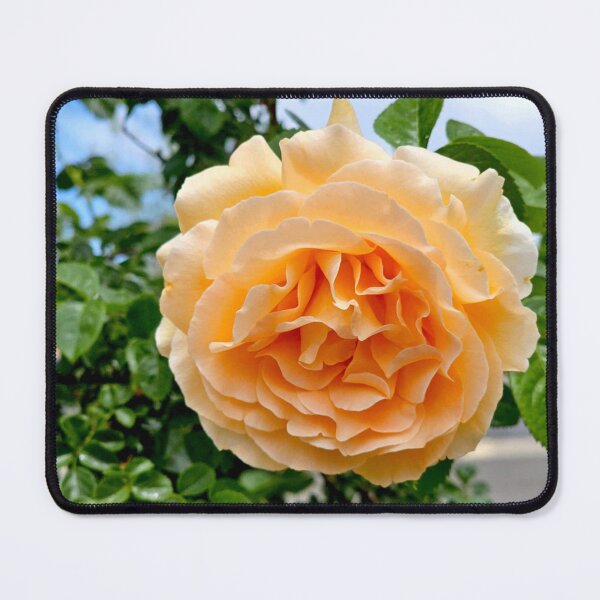 Item preview, Creamsicle  designed and sold by rubiinspirations.