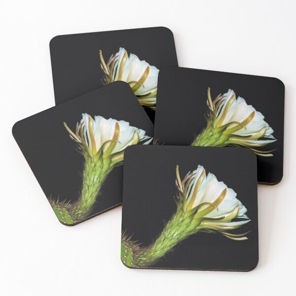 Item preview, Wonderful White Cactus Flower designed and sold by simonjayphotos.