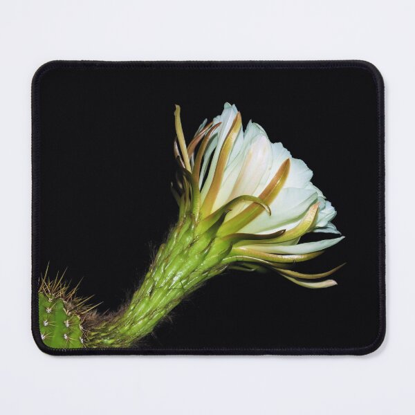 Item preview, Wonderful White Cactus Flower designed and sold by simonjayphotos.