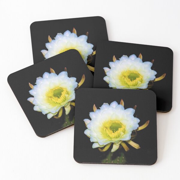 Item preview, Amazing White Cactus Flower designed and sold by simonjayphotos.