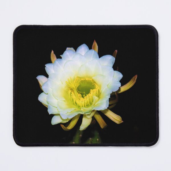 Item preview, Amazing White Cactus Flower designed and sold by simonjayphotos.