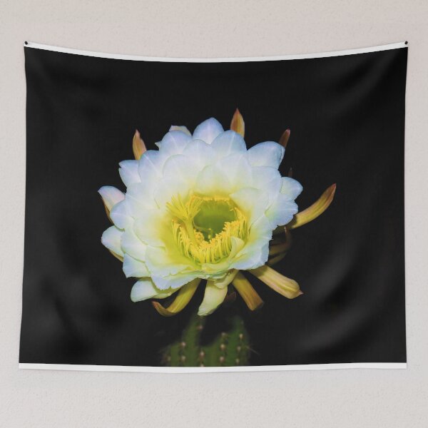 Item preview, Amazing White Cactus Flower designed and sold by simonjayphotos.