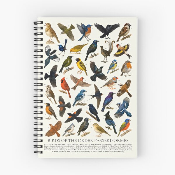 Item preview, Birds of the Order Passeriformes Songbird Illustration Chart designed and sold by kakarikihill.